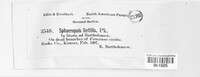 Sphaeropsis fertilis image